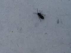 Scolopostethus decoratus