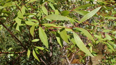 Salix mucronata mucronata