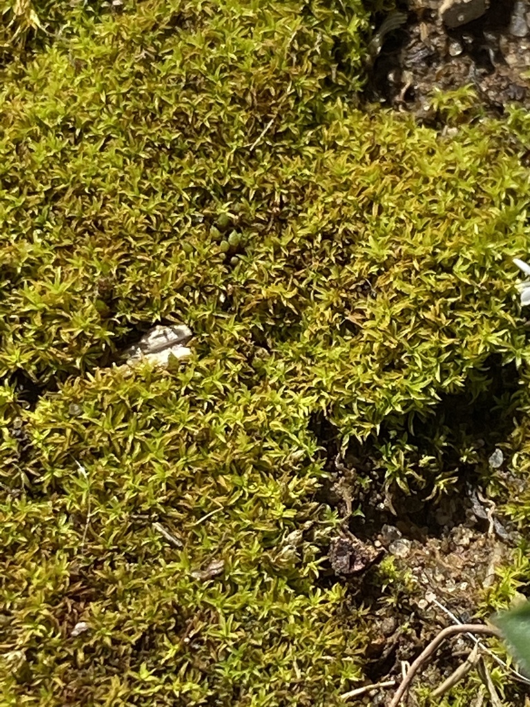 mosses from Ransom Rd, Valparaiso, IN, US on April 08, 2020 at 0302 PM by Brandon Steele