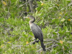 Nannopterum brasilianum