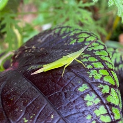 Atractomorpha similis