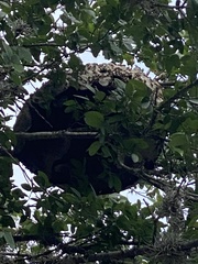 Brachygastra mellifica