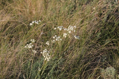 Seseli ledebourii