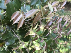 Castanopsis cuspidata