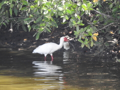Eudocimus albus