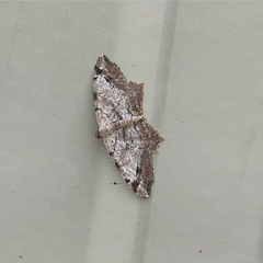 Macaria aequiferaria