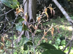 Castanopsis cuspidata