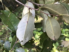 Castanopsis cuspidata