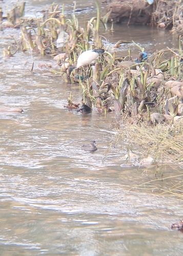 iNaturalist image