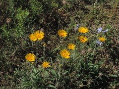 Pentanema montanum