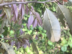 Castanopsis cuspidata