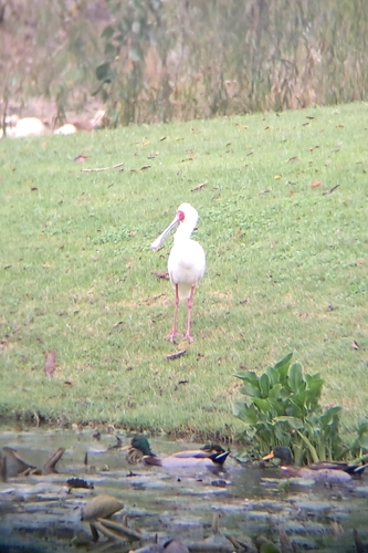 iNaturalist: (c) Justin Hawthorne, some rights reserved (CC BY-NC), uploaded by Justin Hawthorne iNaturalist image