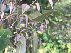 Castanopsis cuspidata