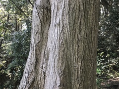 Castanopsis cuspidata