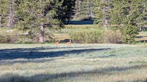 iNaturalist observation photo of Sandhill Crane