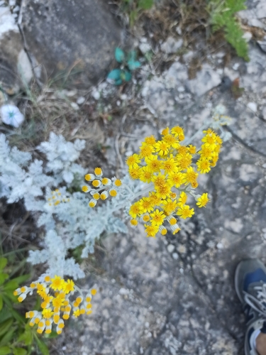 Dusty miller