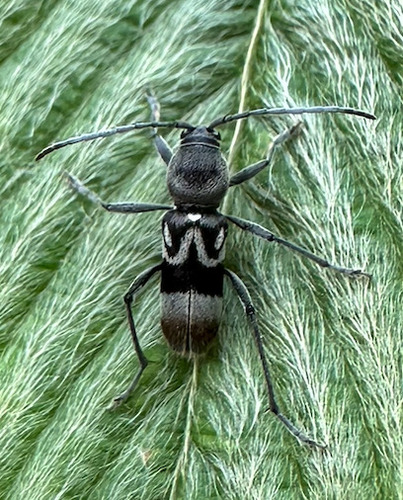 Chlorophorus seniculus