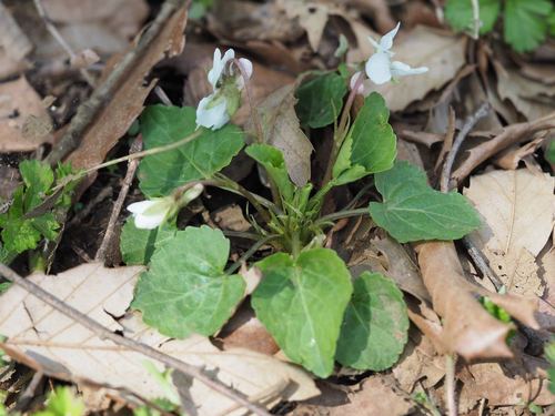 Image of Viola keiskei by (c) Yoshimasa Uchiyama, some rights reserved (CC BY)