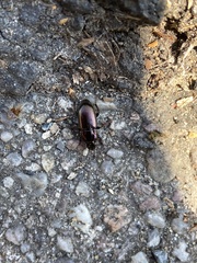 Harpalus distinguendus