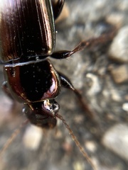 Harpalus distinguendus
