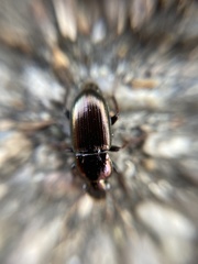 Harpalus distinguendus