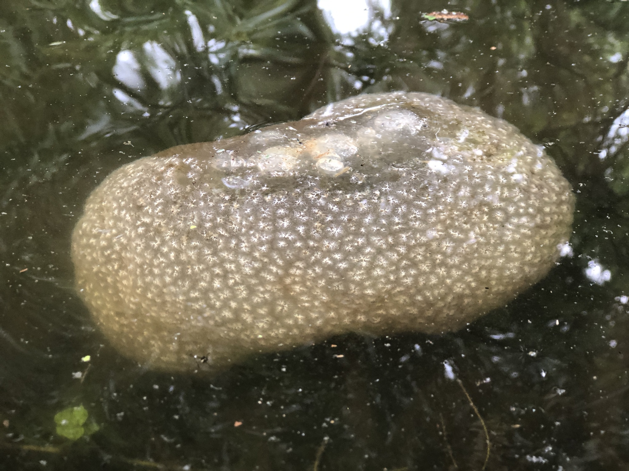 Pectinatella magnifica (Leidy, 1851)