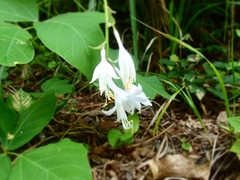 Hosta sieboldiana