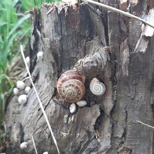 Chocolate-band Snail