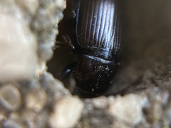 Harpalus distinguendus