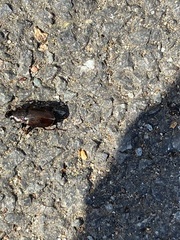 Harpalus distinguendus