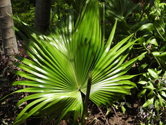 Livistona chinensis