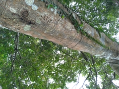 Castanopsis carlesii