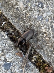 Harpalus distinguendus