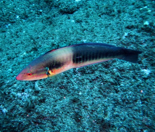 Atlantic rainbow wrasse
