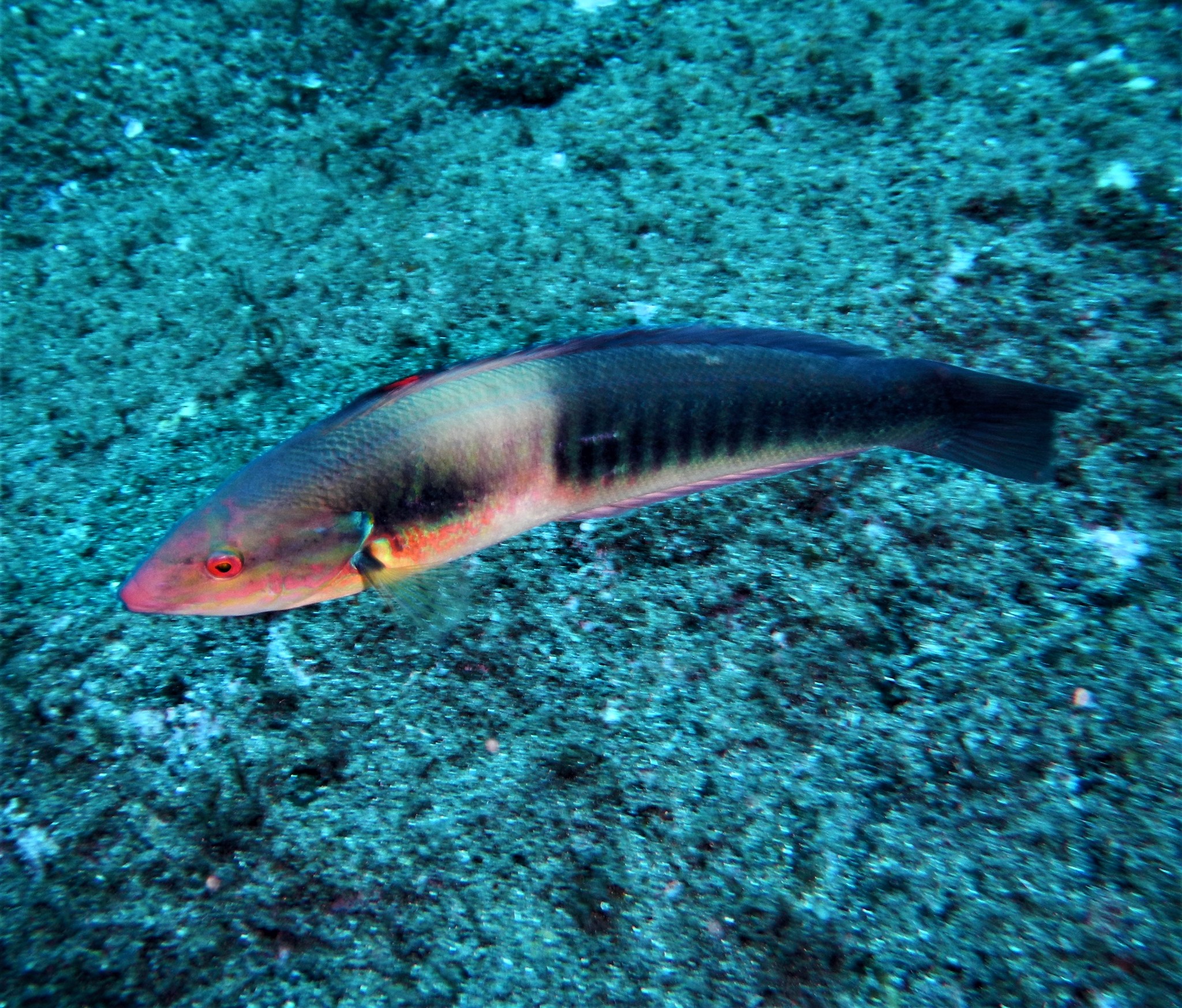Rainbow Wrasses (Genus Coris) · iNaturalist, image size:2048x1747