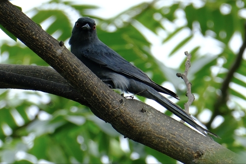 Ashy Drongo (Eastern Blackish)