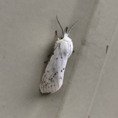 Spilosoma dubia