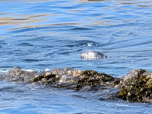(c) natural_verdigris, some rights reserved (CC BY-NC)