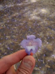 Jacaranda acutifolia