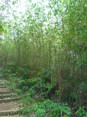 Phyllostachys makinoi