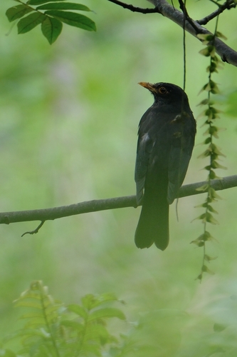 Chinese Blackbird