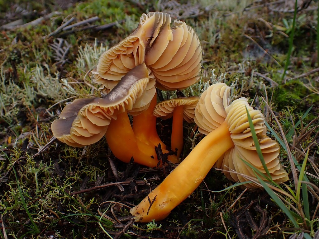 Hygrocybe aurantipes