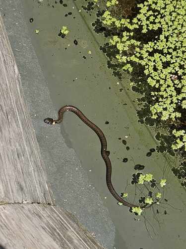 grass snake