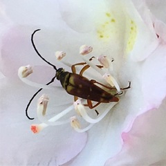 Typocerus velutinus