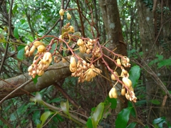 Erythrorchis altissima