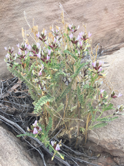 Astragalus preussii