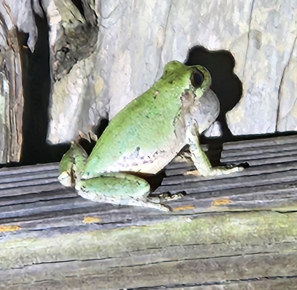 Gray Treefrog Species Complex from Yoakum, TX 77995, USA on May 25 ...