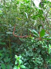 Erythrorchis altissima