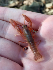 Fallicambarus tenuis