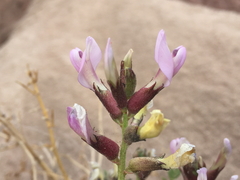 Astragalus preussii